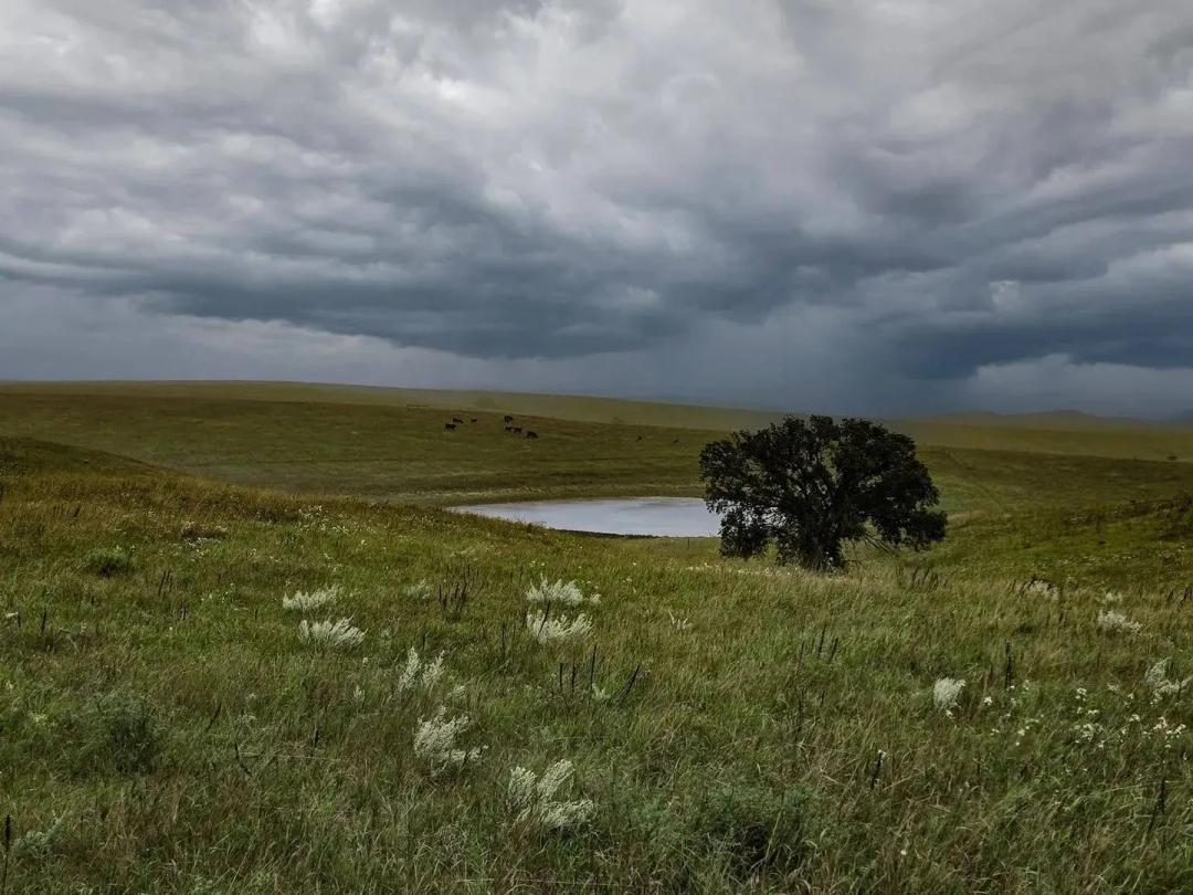 Lyman County Grass Pasture