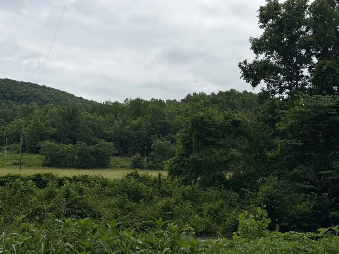 153 +/- Acres, Hunting Land, Joins Ozark National Forest WMA, Newton County