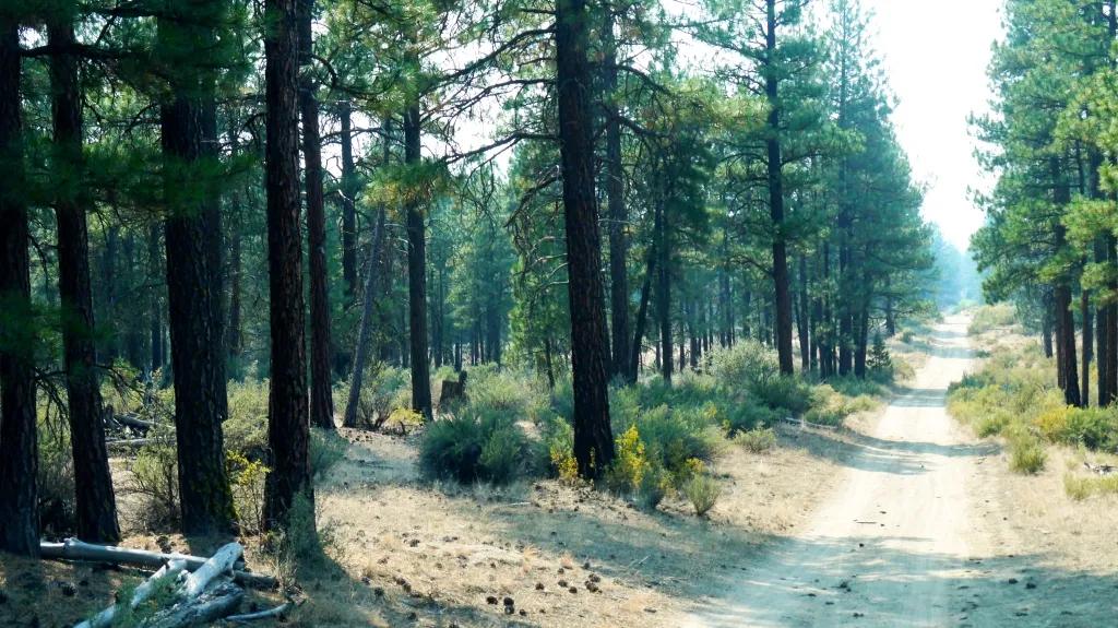 Park like settings encompasses these 2 adjoining lots in Southern Oregon