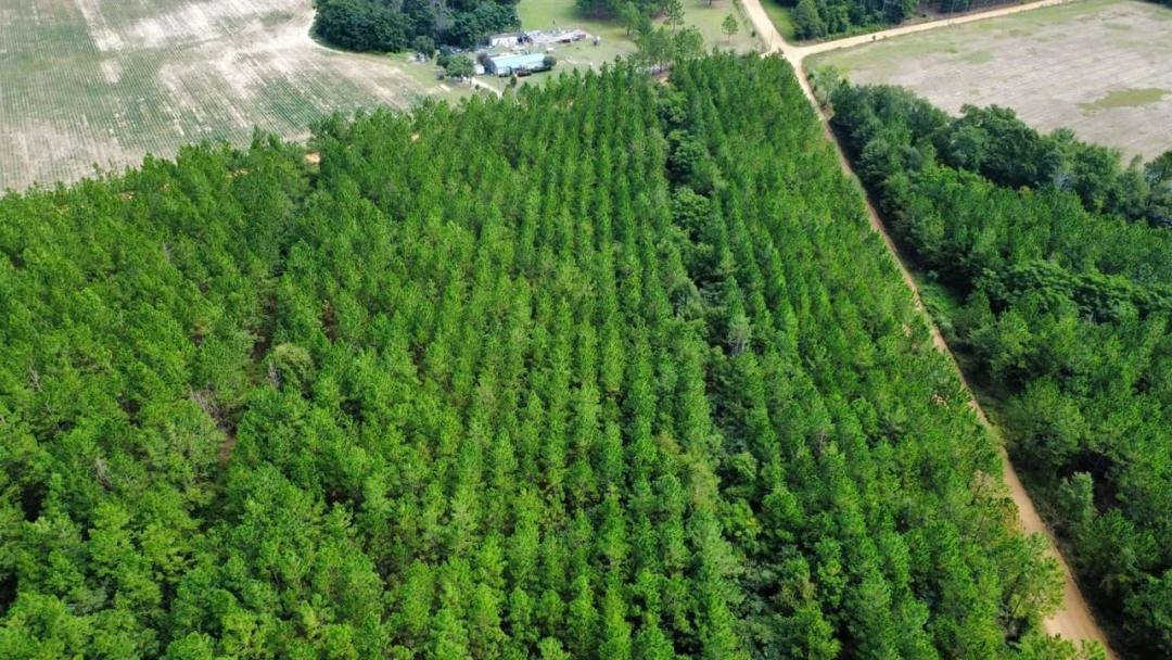4.49 Acre Homesite Opportunity Ben Hill Co.	