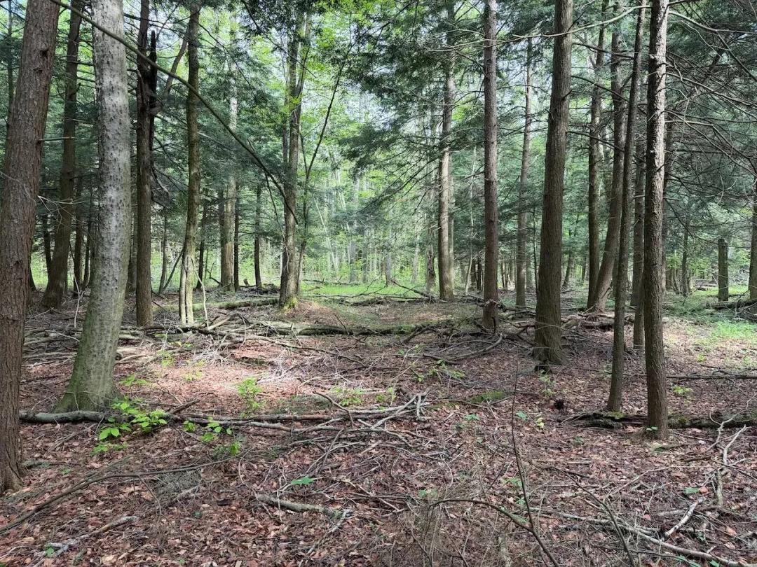 7.5 acres Recreational Property in South Dayton NY Kellogg Hill Rd Lot 8
