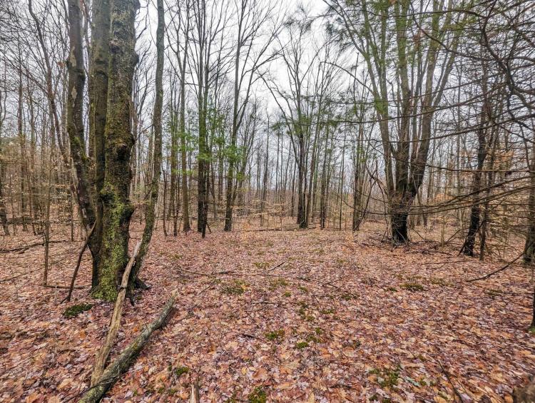 20 acres Recreational Property in Hornby NY Wilson Hollow Rd