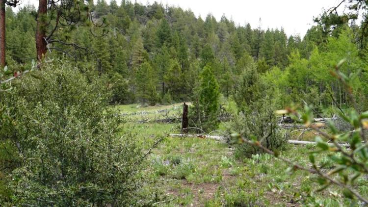 Southern Oregon Forested 10 acres - Trees - Views