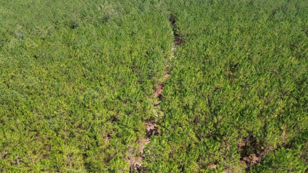 11.1 -/+ Acres Tract in Penny Morris Road, Baxley, GA	