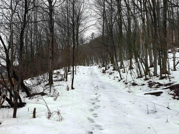 18 acres Hunting Land and Recreational Land in Wirt NY County Road 34
