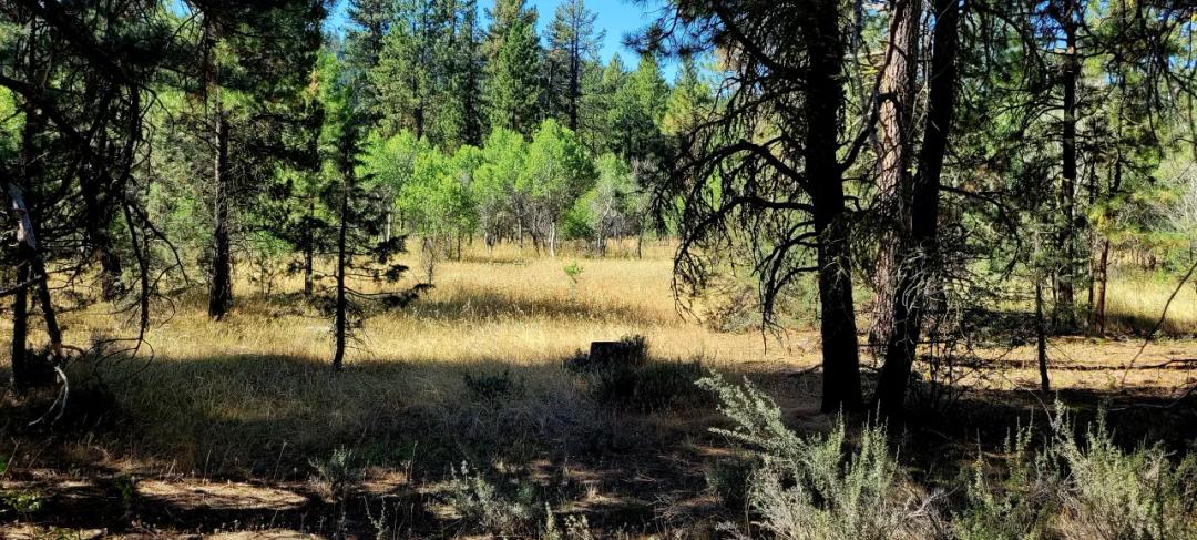 Trees - Meadows - Small Stream - Aspens