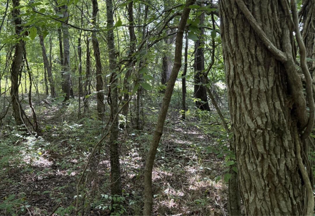 19.00 Acres at 0 McAdams Rd