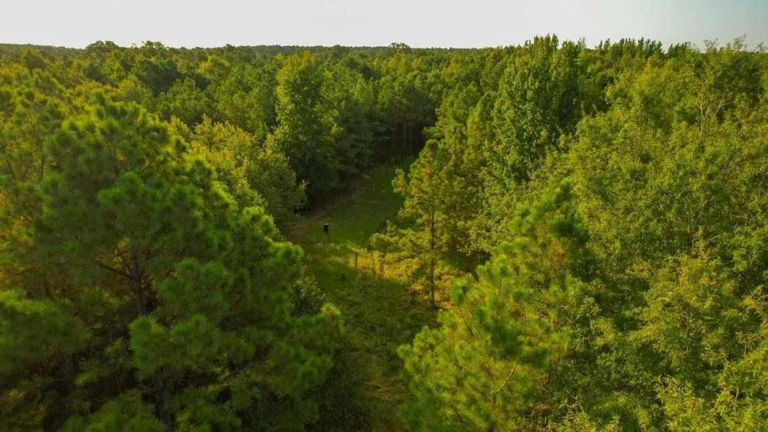 Red River Piney Woods - 115 Acres Red River County 