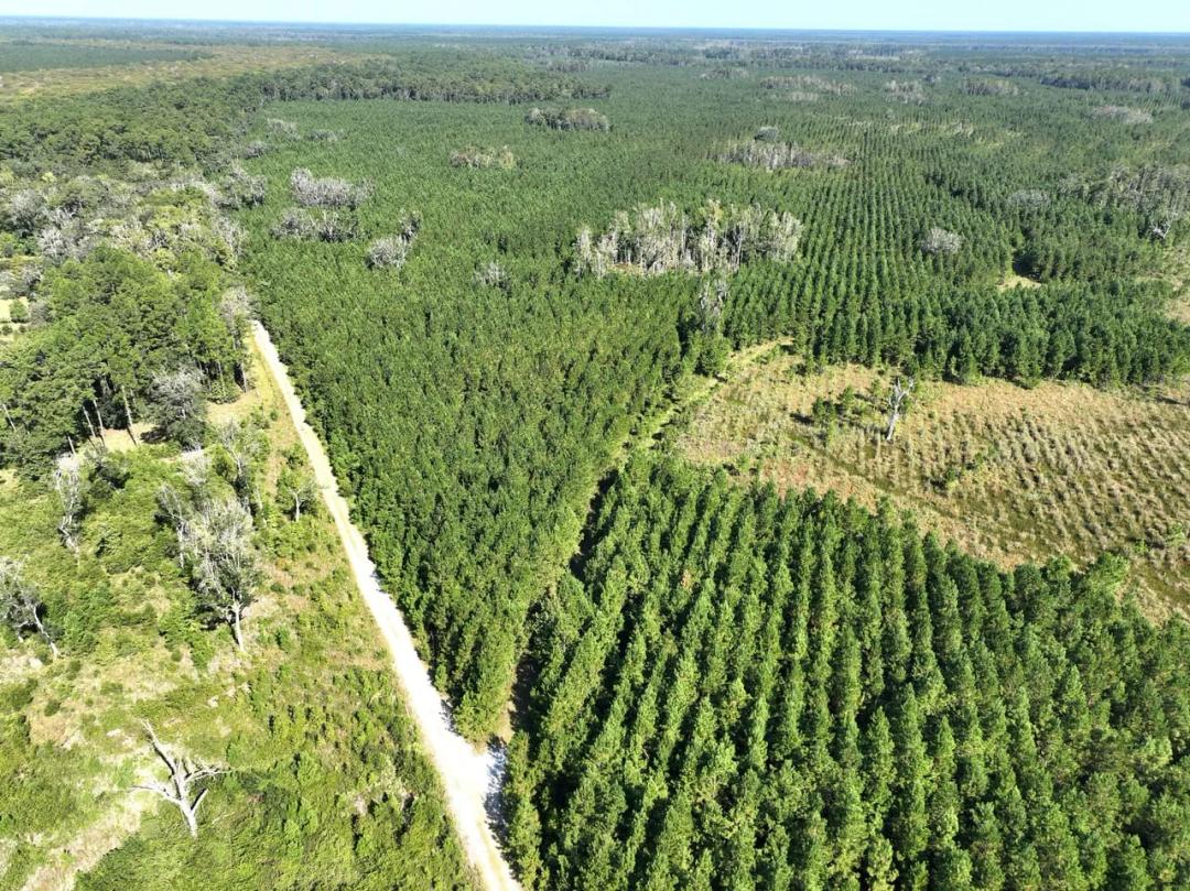 126+/- Ac Land for Sale Chaney Road Tract - Camden County, GA
