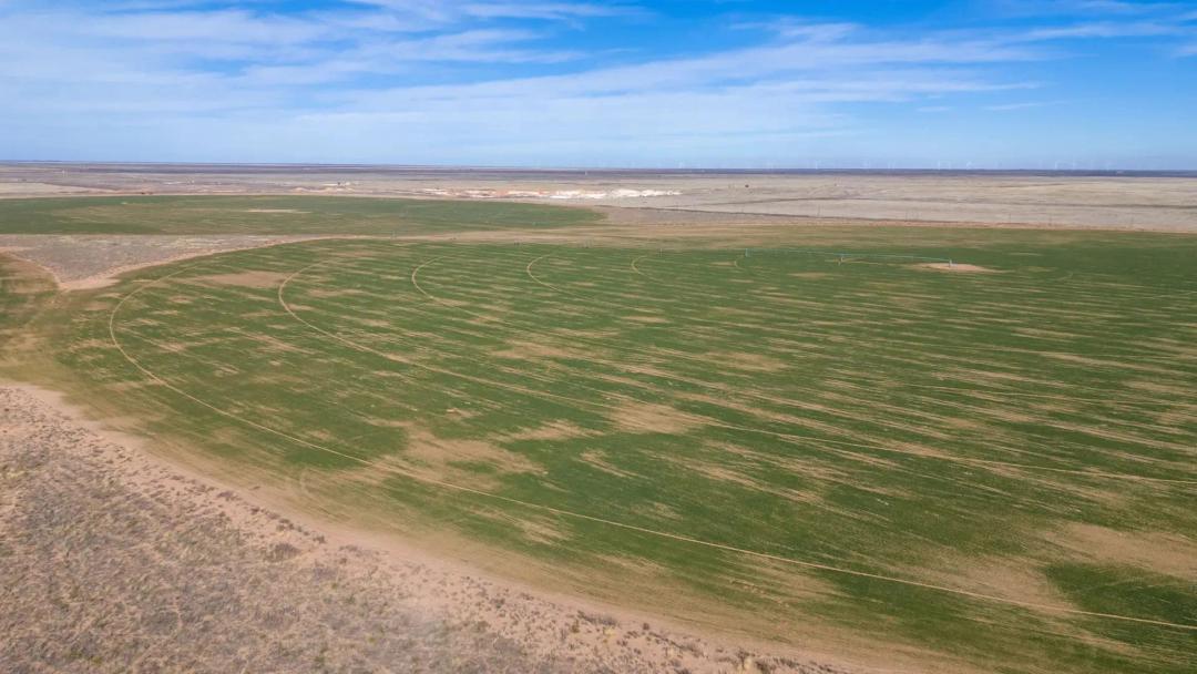 Lea County Organic Farm 