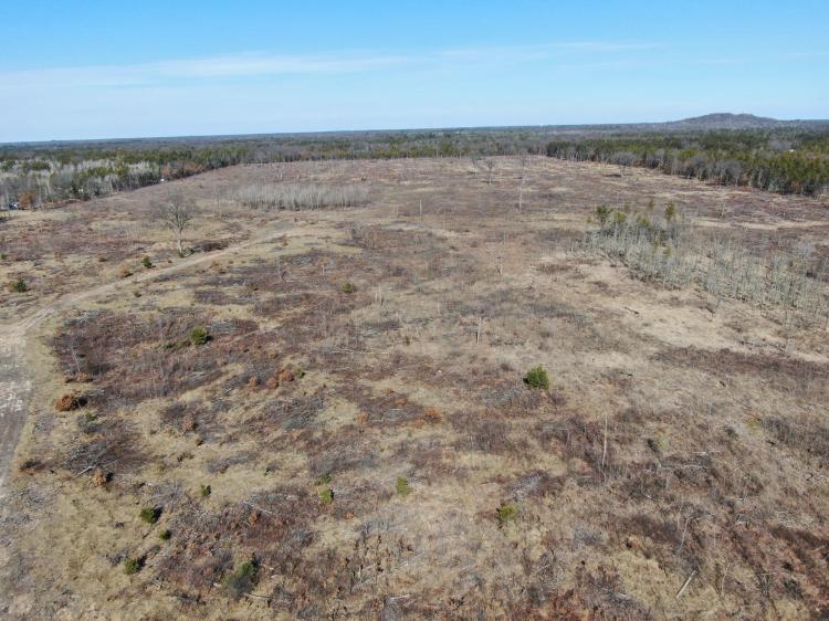 80 Acres of Juneau County Timber Land