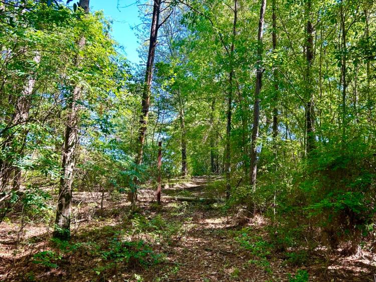 7.01 Acres at 001 J.B. Horne Road