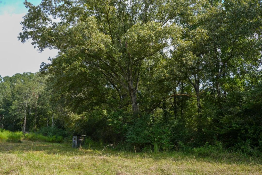 Little Copiah West 145 +/- acres