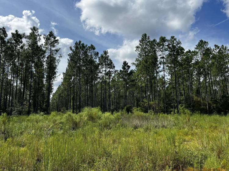 Leon County, FL. Land!