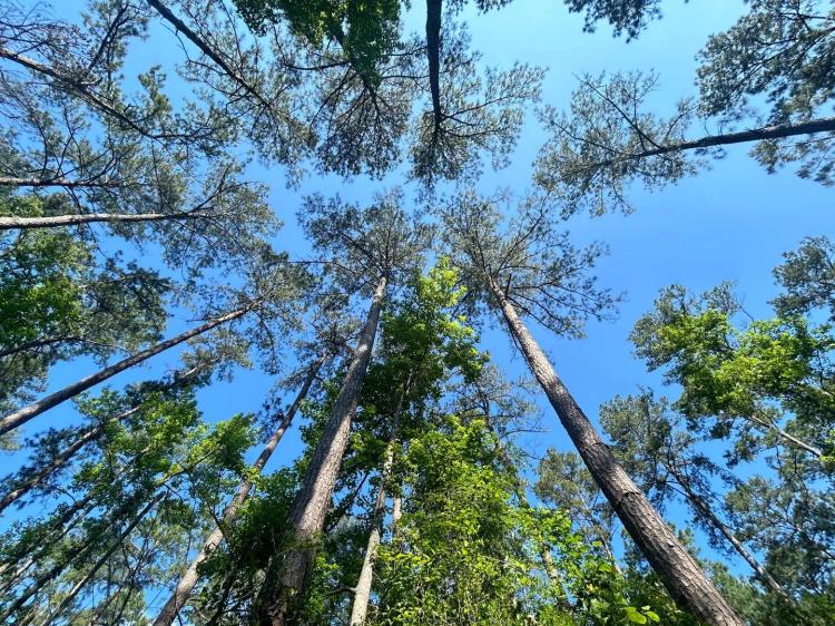 211.7 Acres in Pike County, MS