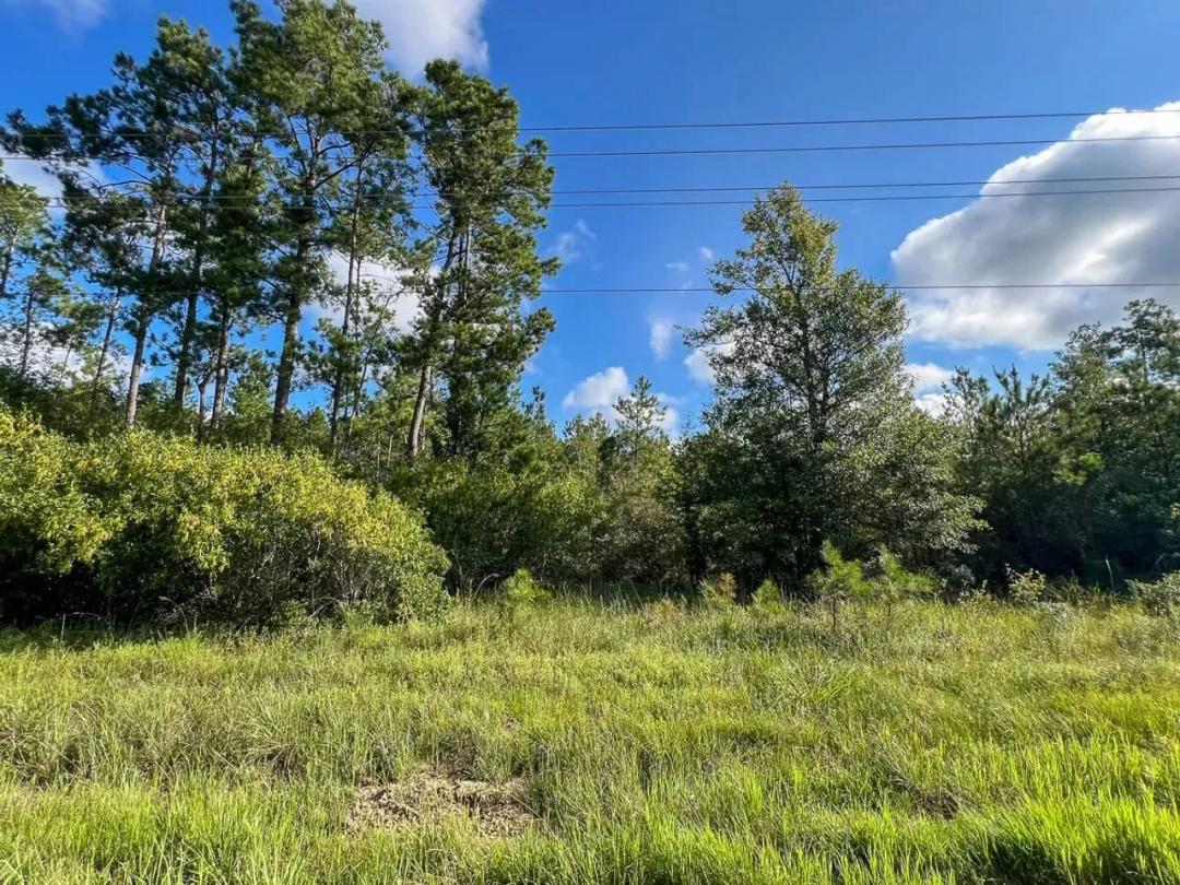 51 Acres | T-2 | FM 1013 | 287052