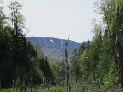 Oven Mountain Forest