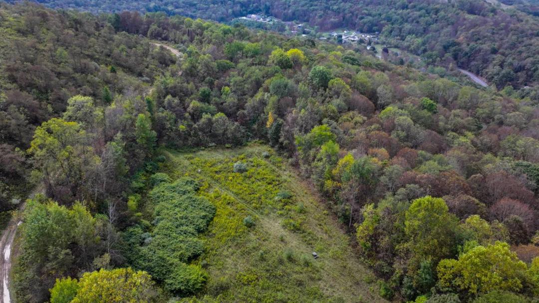 Wooded Tract With Field And Road Frontage