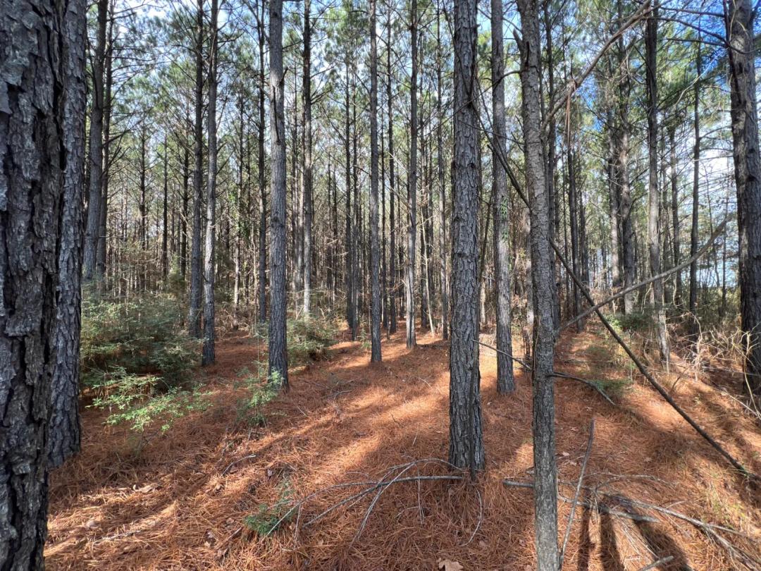 80.00 Acres at 0 Sneed Rd.