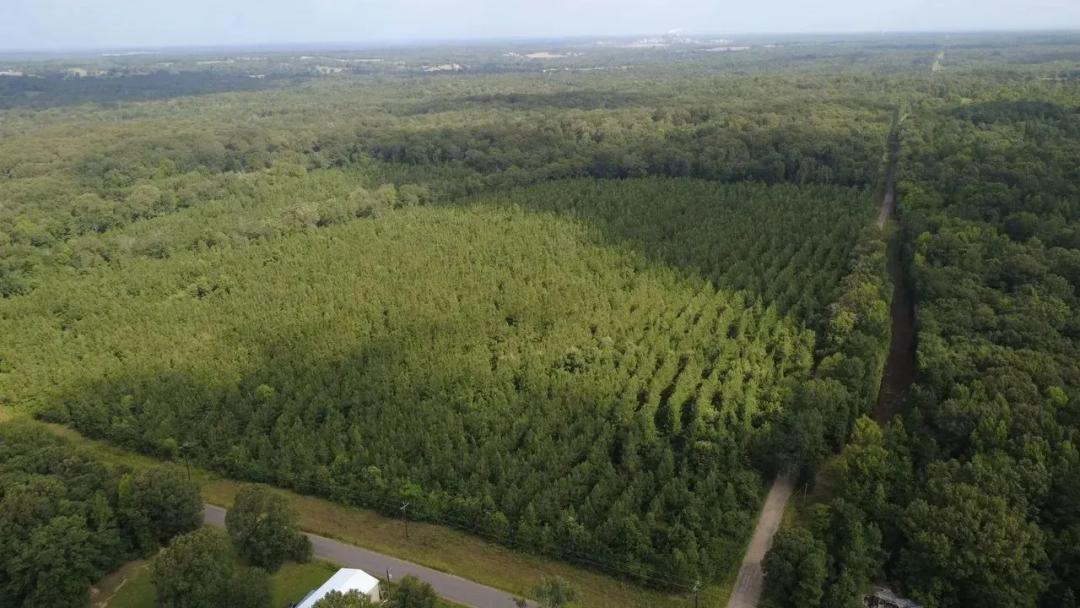 40 Acres Oklahoma Pine Plantation | Investment, Recreation & Homesite Potential