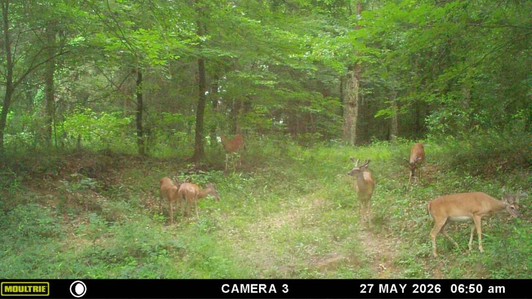 34± Acres with Sandy Creek | Prime Hunting Land in Oklahoma