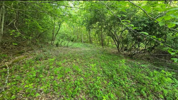 Beautiful, peaceful property in Johnson County
