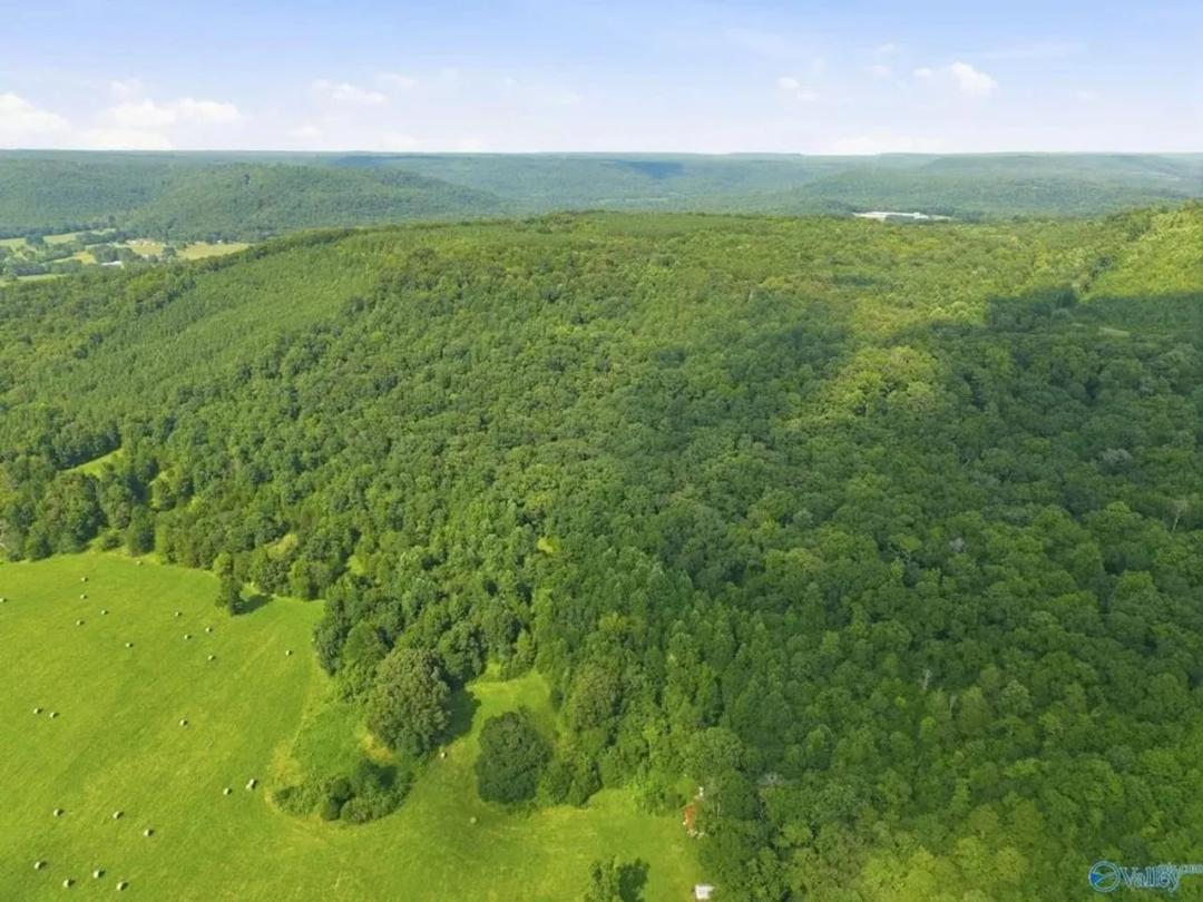 137 Acres AUSBY LIGHT ROAD