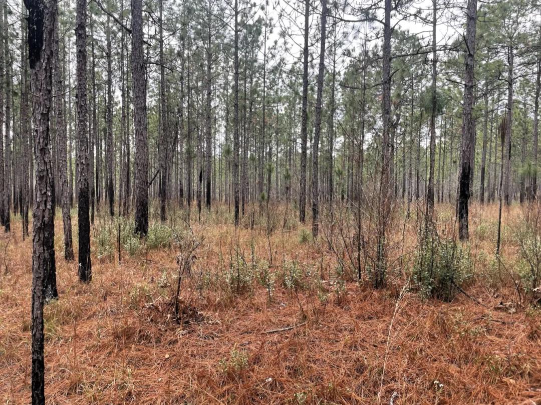 60.00 Acres at 0 Splinter Hill Rd