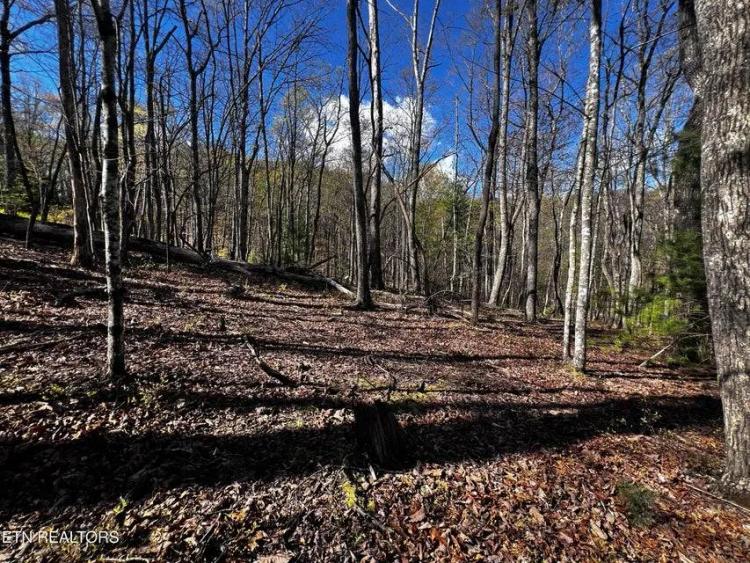 1.44 Acres at 131 Pineridge Loop