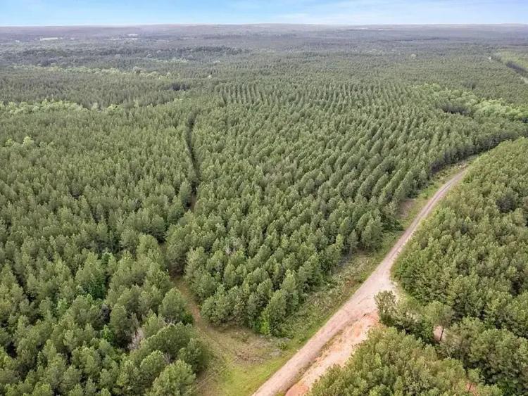 Expansive 15.62 Acre Tract in Rayburn Ranch, San Augustine, TX - Paved Access