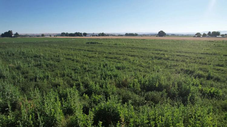 Fruitland Acreage Parcel 3