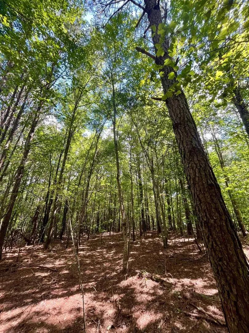 16 +/- Acre Tract in Woodland, AL