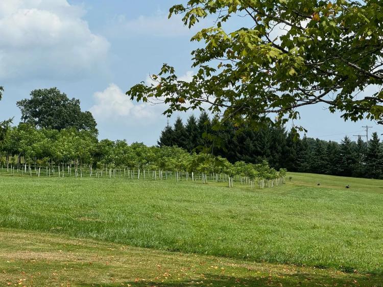 2.8 acres Land with Black Walnut Farm Richfield Springs NY