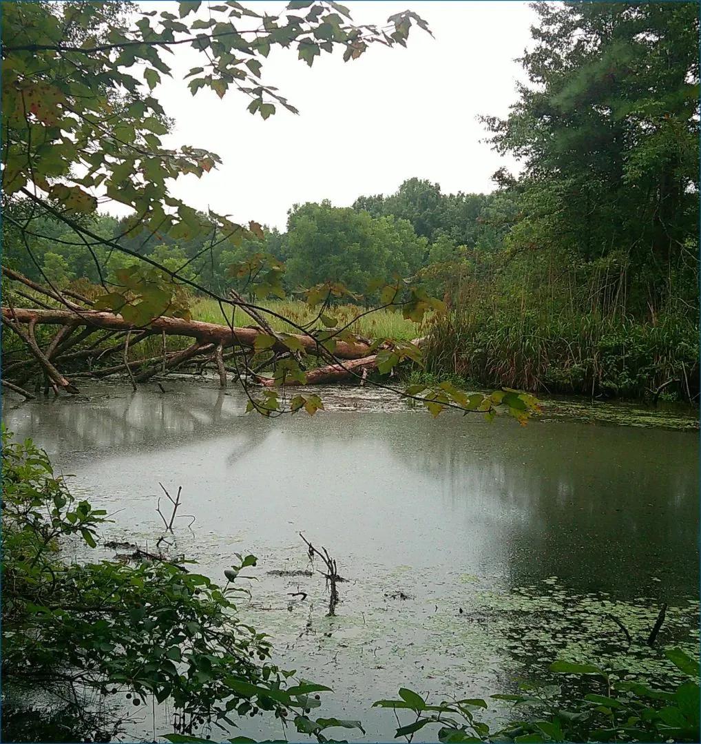 21.8 Acres in Monroe County in Smithville, MS