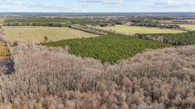 56 Acres of Hunting Land in Bertie County, NC