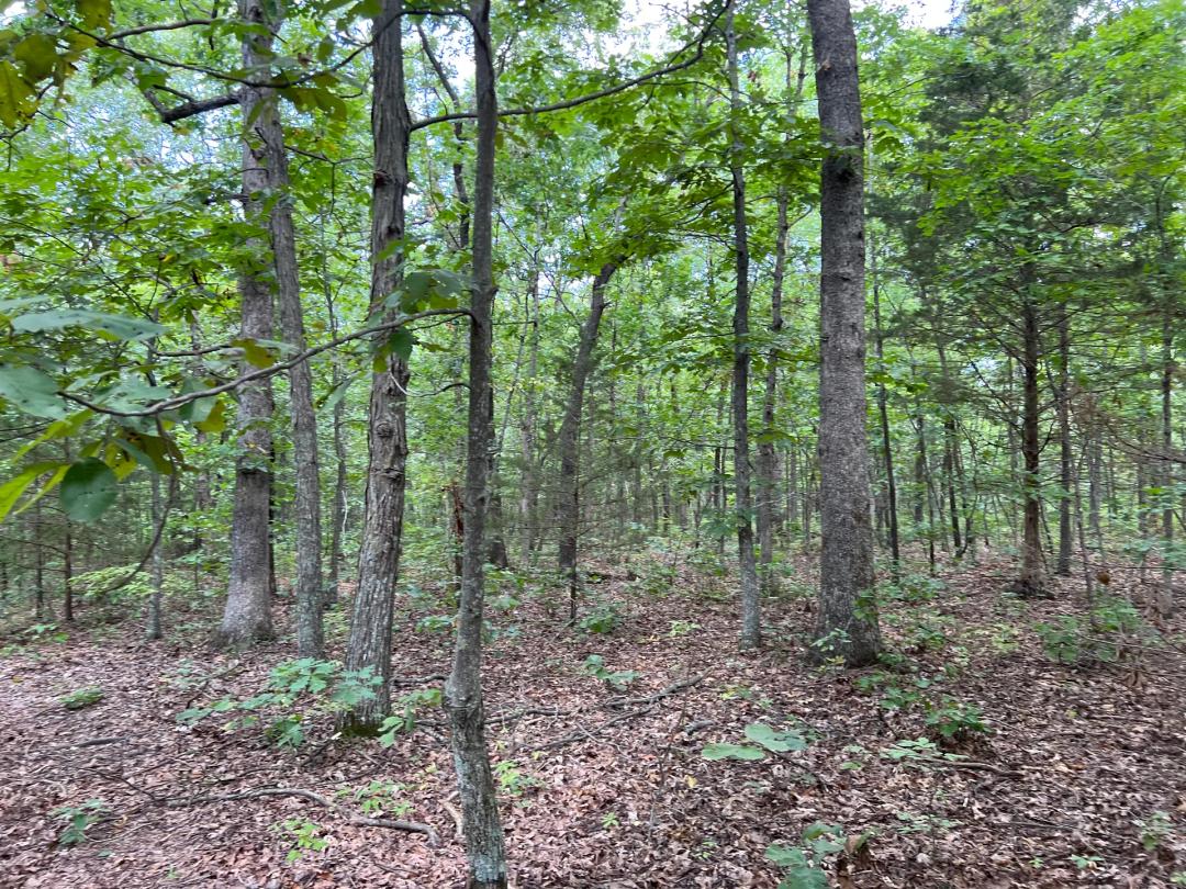 Benton County Missouri 43.70 Acre Recreational Tract