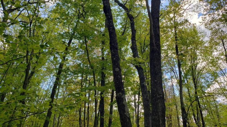 Northwoods Hideaway - Near Caldron Falls and High Falls Flowages