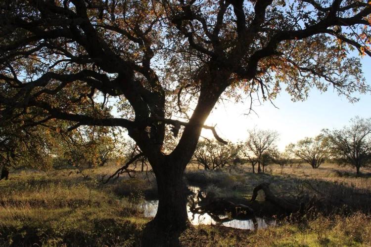 Rural acreage option 1.5 hours West of Downtown Ft. Worth!