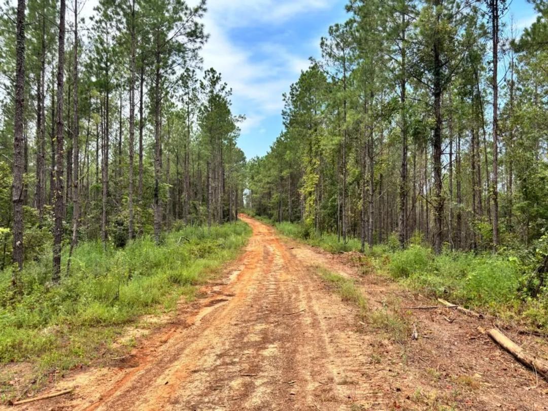 Timber, Turkeys and Whitetails on Coonipper Creek