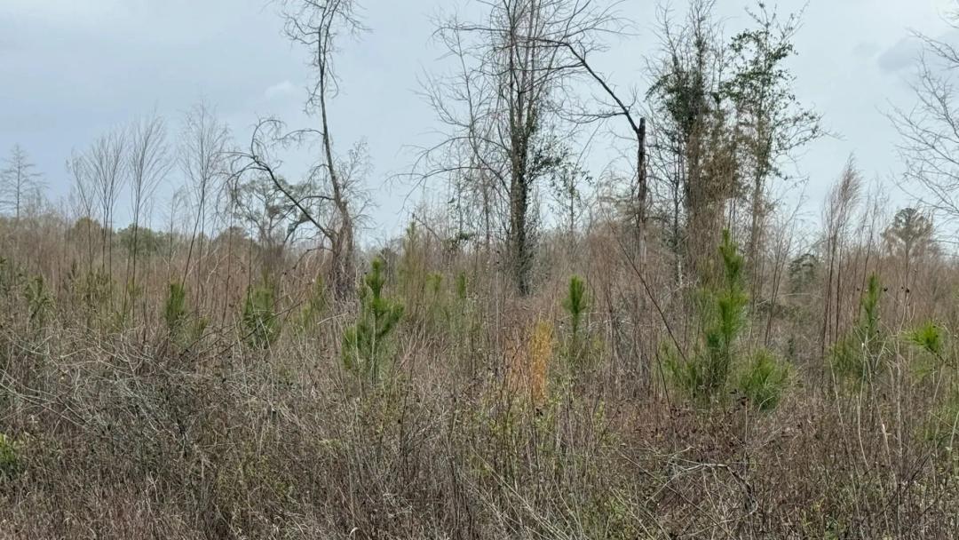 20 Acre Large Country Lot Near Campbellton