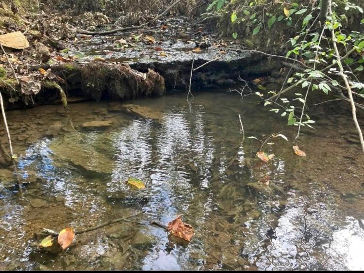 50 Acres of Natural Beauty in Linden, TN