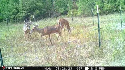 LA - Rapides 156 acres +/-