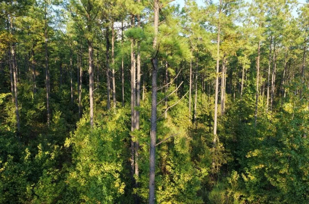 121.28 Acres in Oktibbeha County, MS 