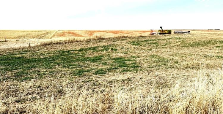 160 Acres of Farmland in Gove County, KS for Sale