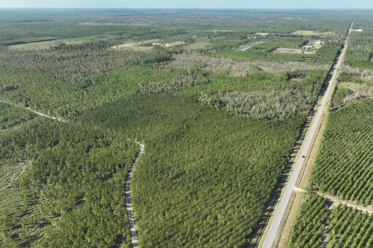 Hilliard Transitional Timberland Tract