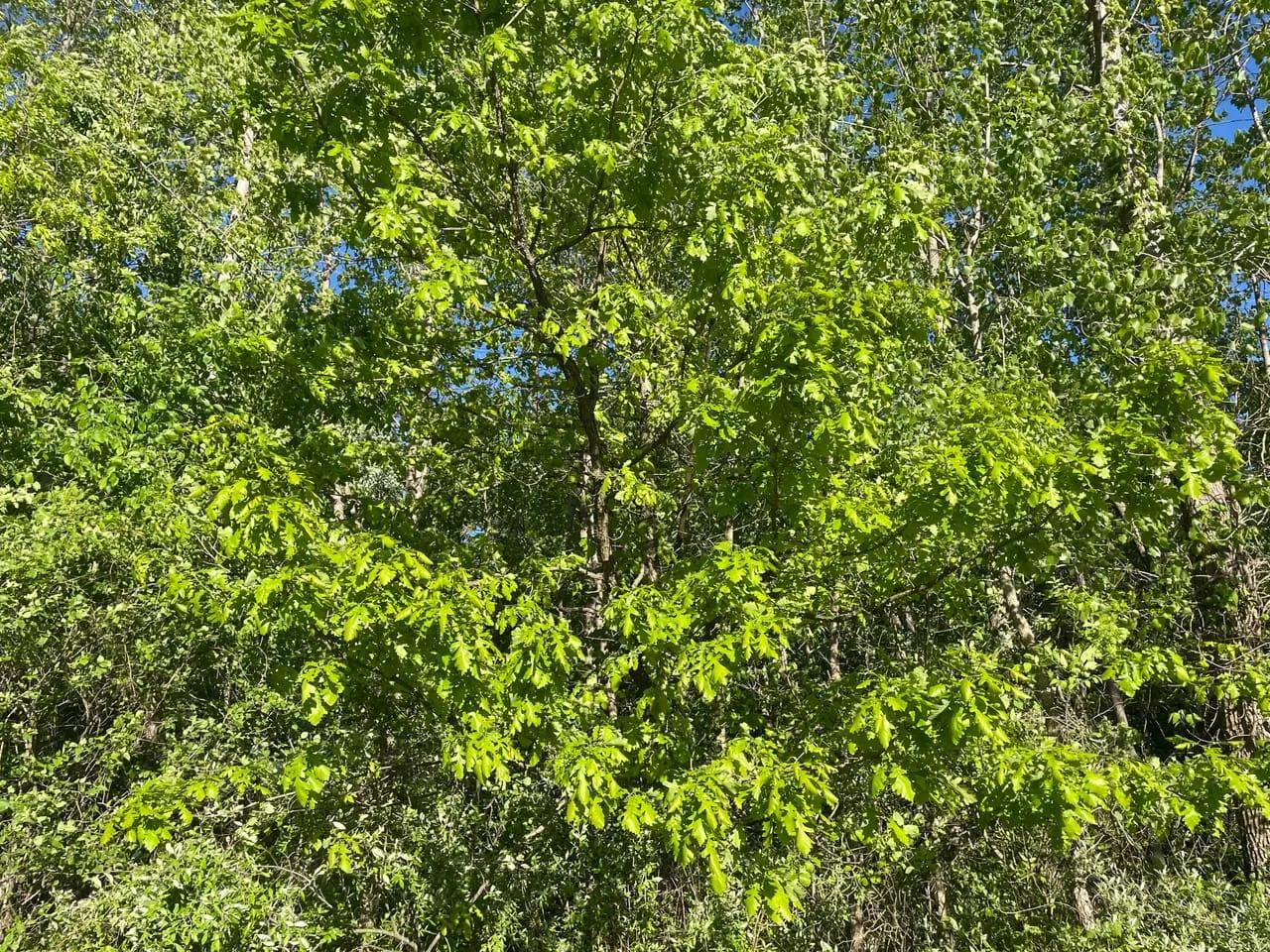 96580883-81