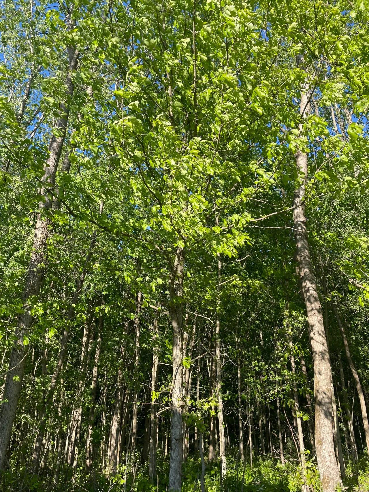 96580883-82