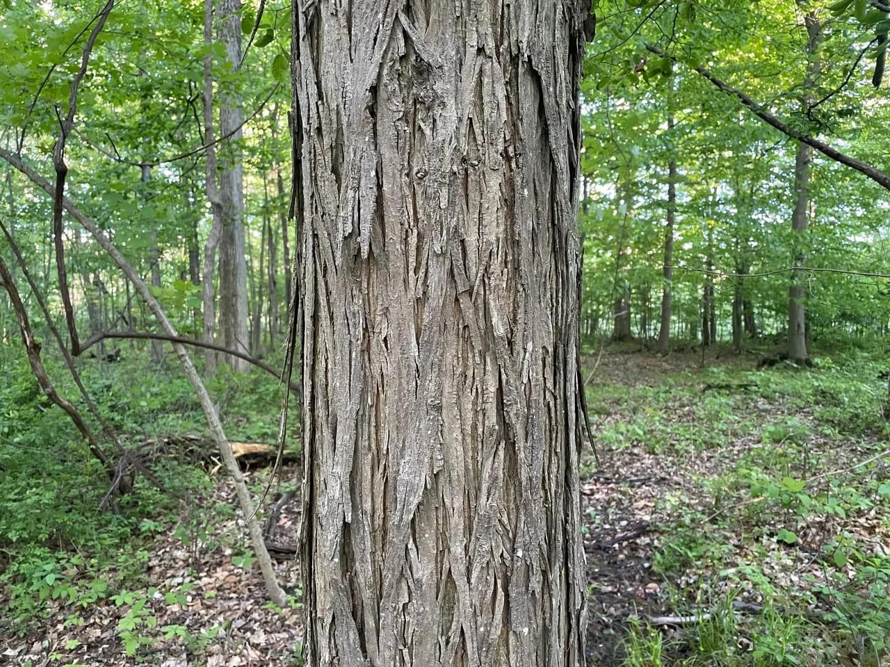 96580883-97