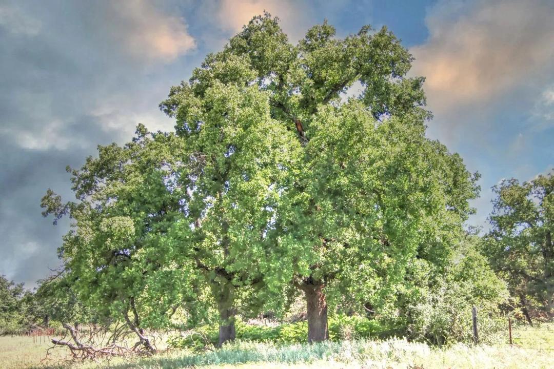 Willow Creek Ranch Tract 4
