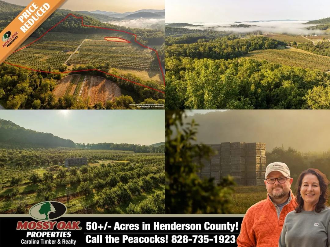 Gorgeous Apple Orchard in Hendersonville!